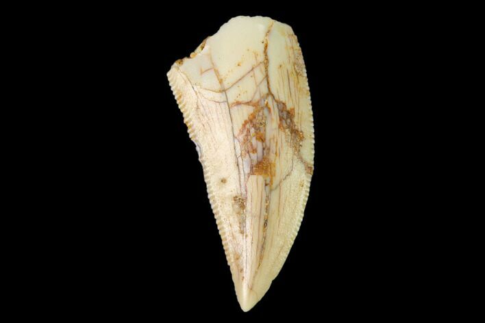 Serrated, Raptor Tooth - Real Dinosaur Tooth #158973